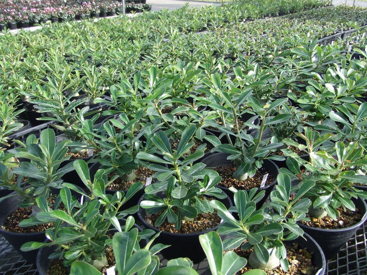 アデニウム栽培 北海道でハウス栽培のイチジクです