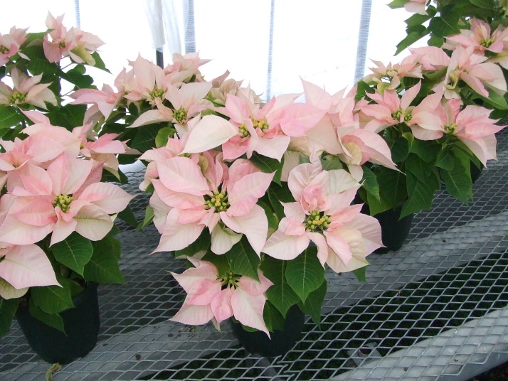 ポインセチア 花言葉 私の心は燃えている 北海道石黒花園で生産していたポインセチアの紹介です ２０年以上ポインセチアの生産に取り組んできましたが 燃料の高騰により平成２２年を持ちまして生産終了となりました 昨年までご愛顧頂いた